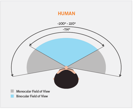 Monocular field of view & binocular field of view diagram